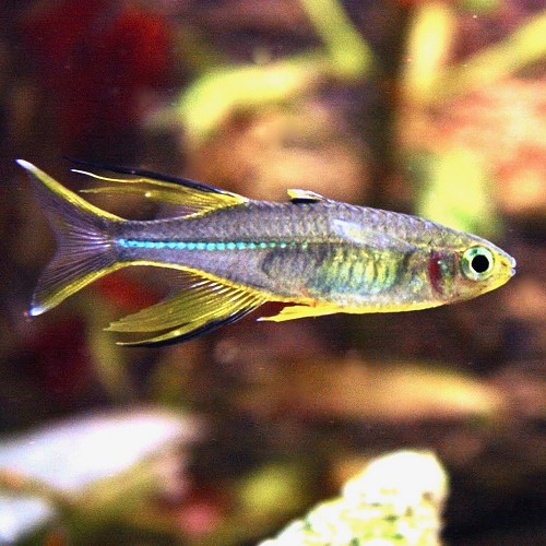 Telmatherina ladigesi - Celebes rainbowfish M